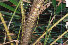 Calamus thwaitesii var. canaranus